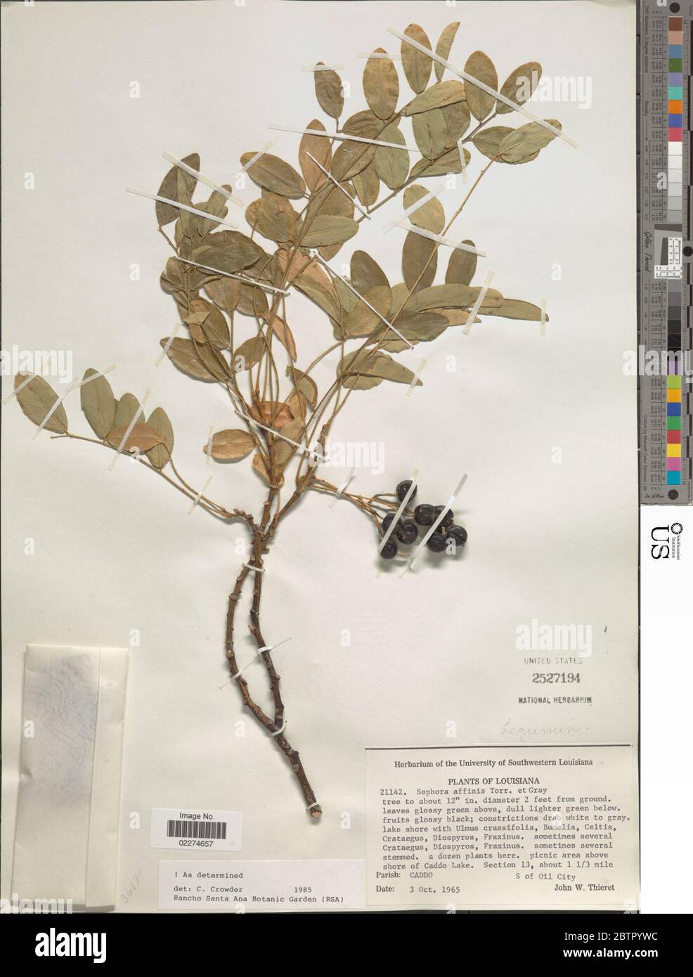 Sophora affinis. Stock Photo