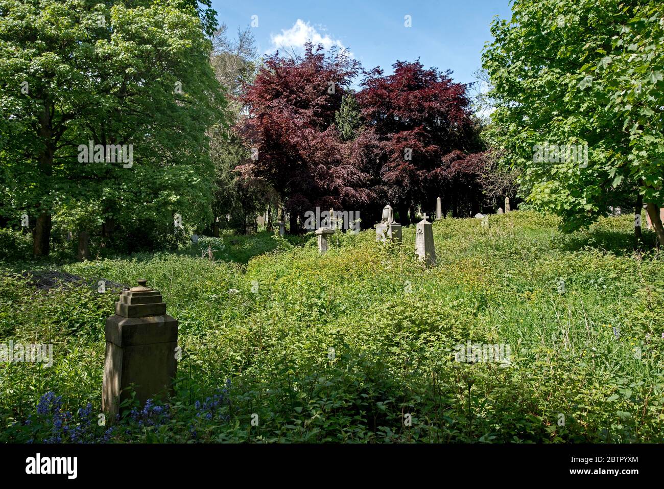 The neglected and overgrown Victorian section of Warriston Cemetery, Edinburgh, Scotland, UK Stock Photo