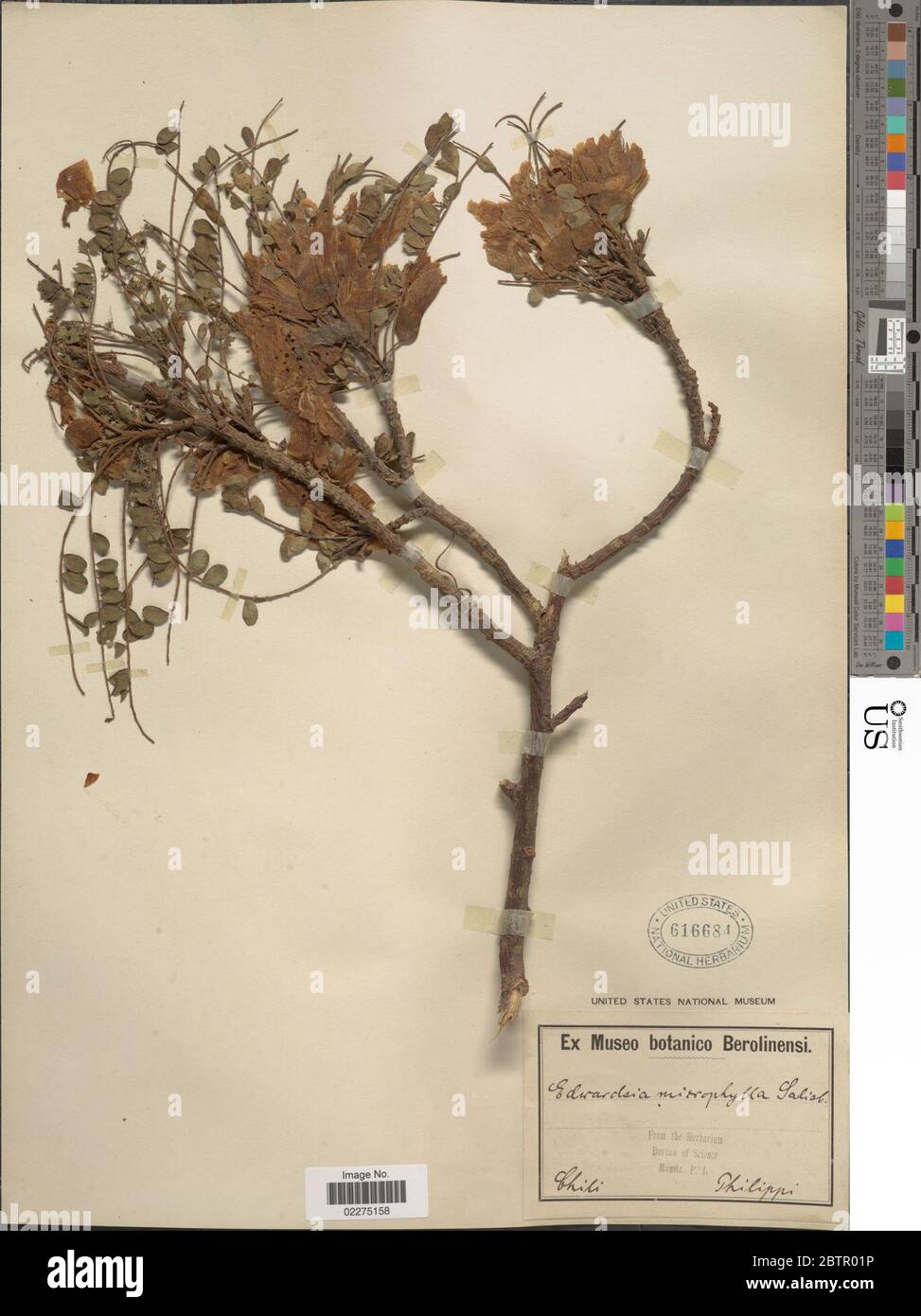 Sophora microphylla. Stock Photo