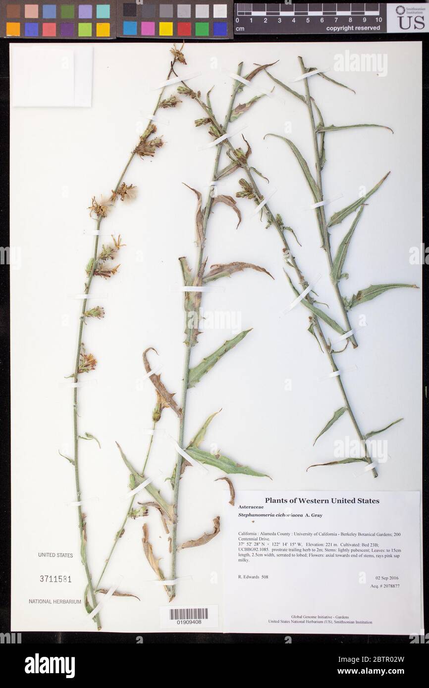 Stephanomeria cichoriacea A Gray. Stock Photo