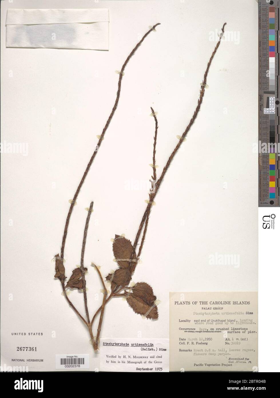 Stachytarpheta urticifolia Salisb Sims. Stock Photo
