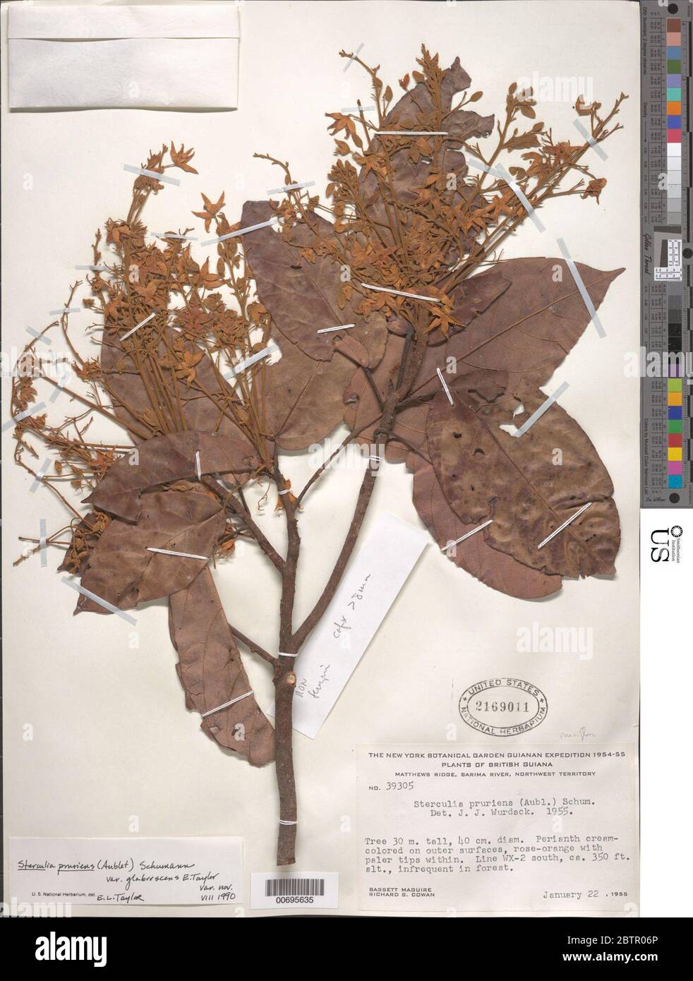 Sterculia pruriens var glabrescens EL Taylor. Stock Photo