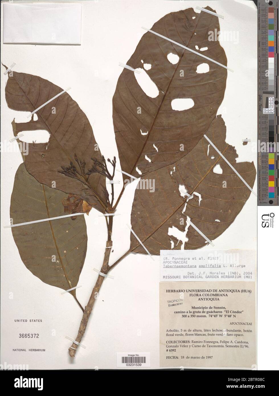 Tabernaemontana amplifolia L Allorge. Stock Photo