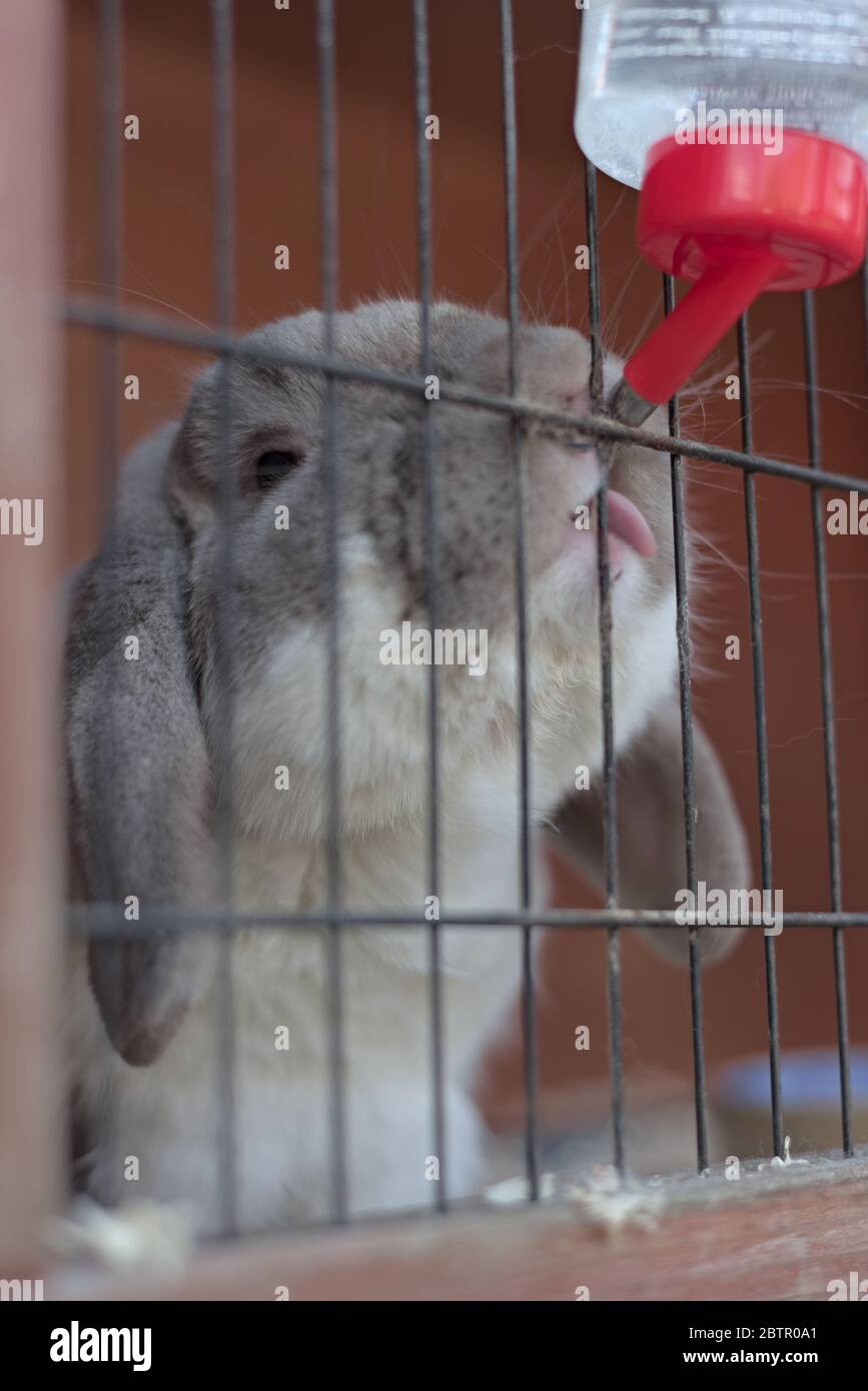Mini lop hot sale hutch