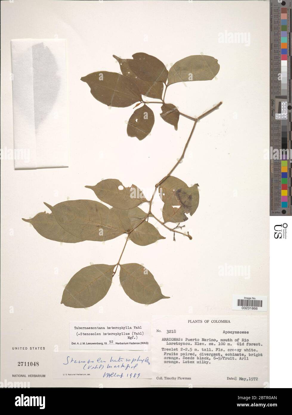 Tabernaemontana heterophylla Vahl. Stock Photo