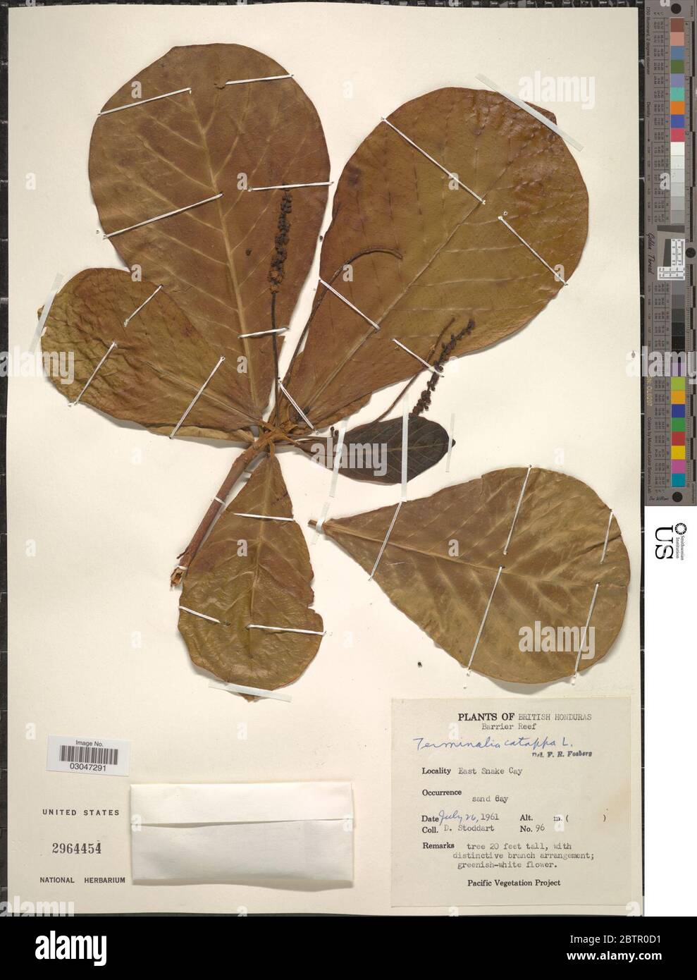 Terminalia catappa L Stock Photo - Alamy