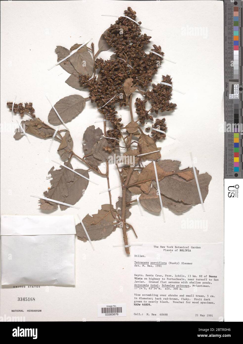 Tetracera parviflora Rusby Sleumer. Stock Photo