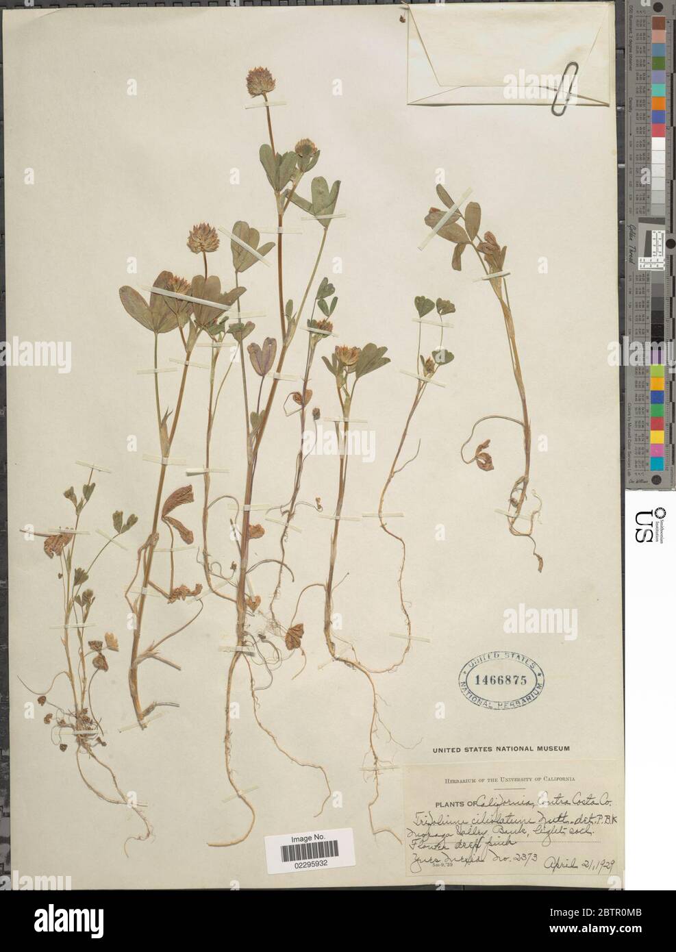Trifolium ciliolatum Benth. Stock Photo
