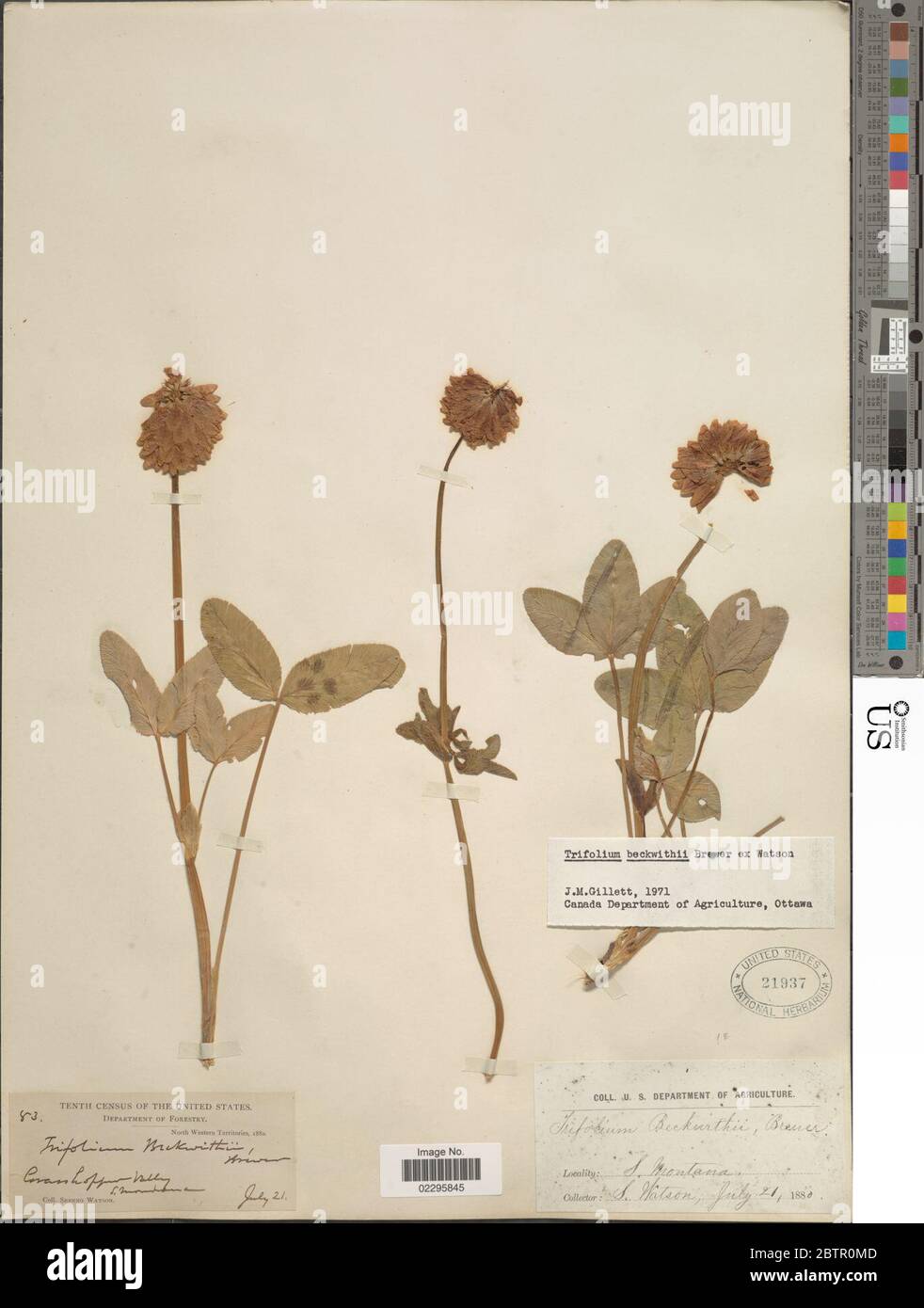 Trifolium beckwithii S Watson. Stock Photo