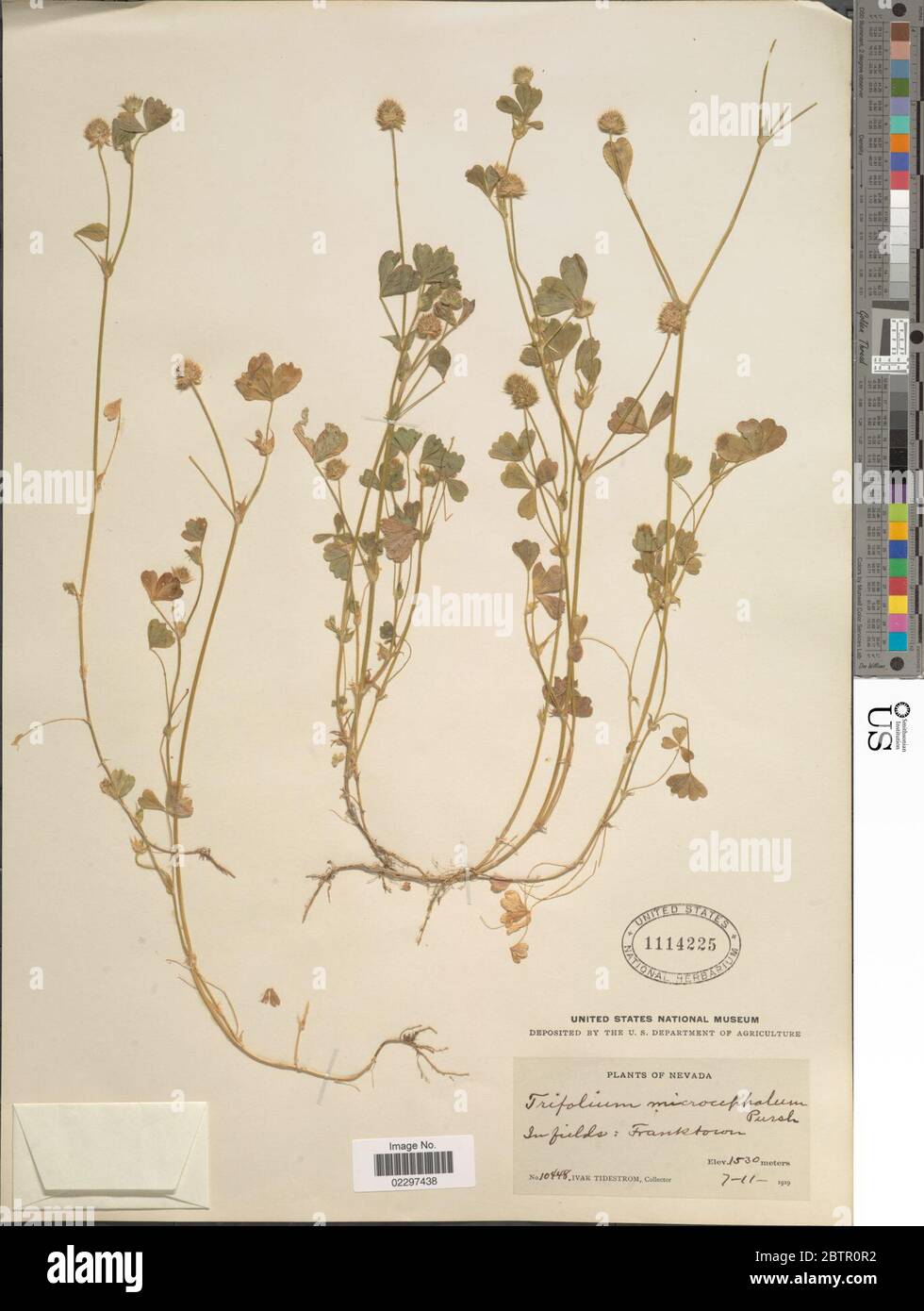 Trifolium microcephalum Pursh. Stock Photo