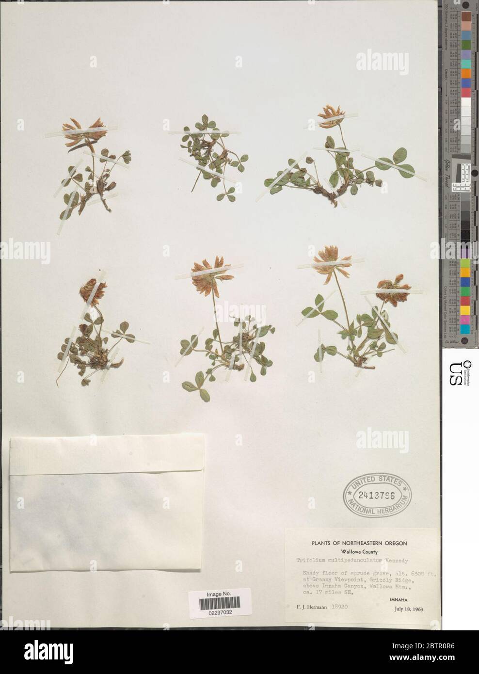 Trifolium longipes subsp multipedunculatum PB Kenn JM Gillett. Stock Photo