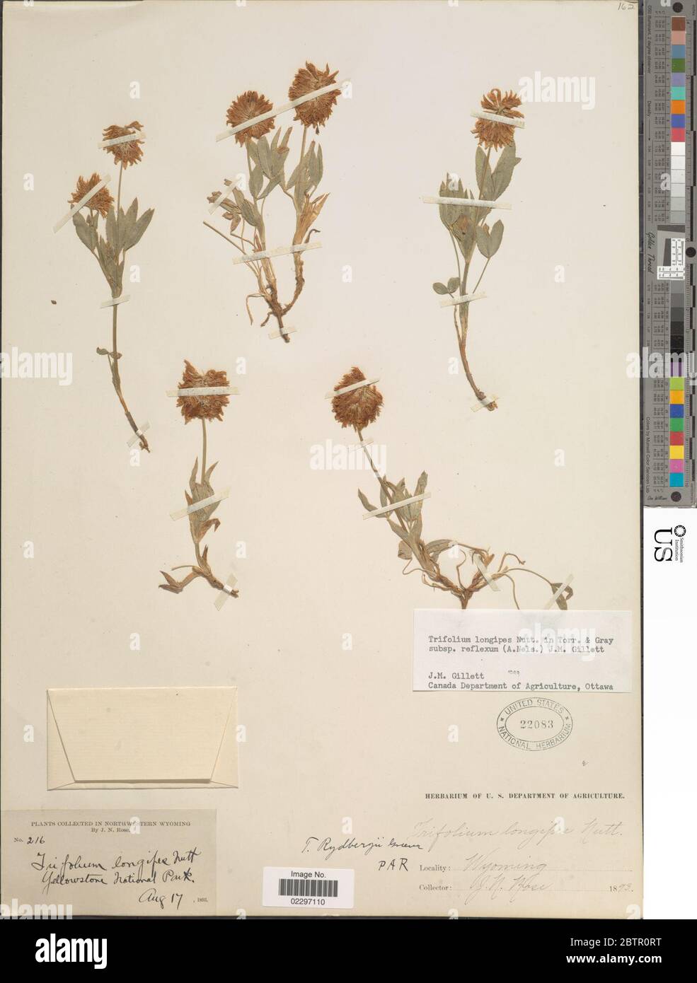 Trifolium longipes subsp reflexum A Nelson JM Gillet. Stock Photo