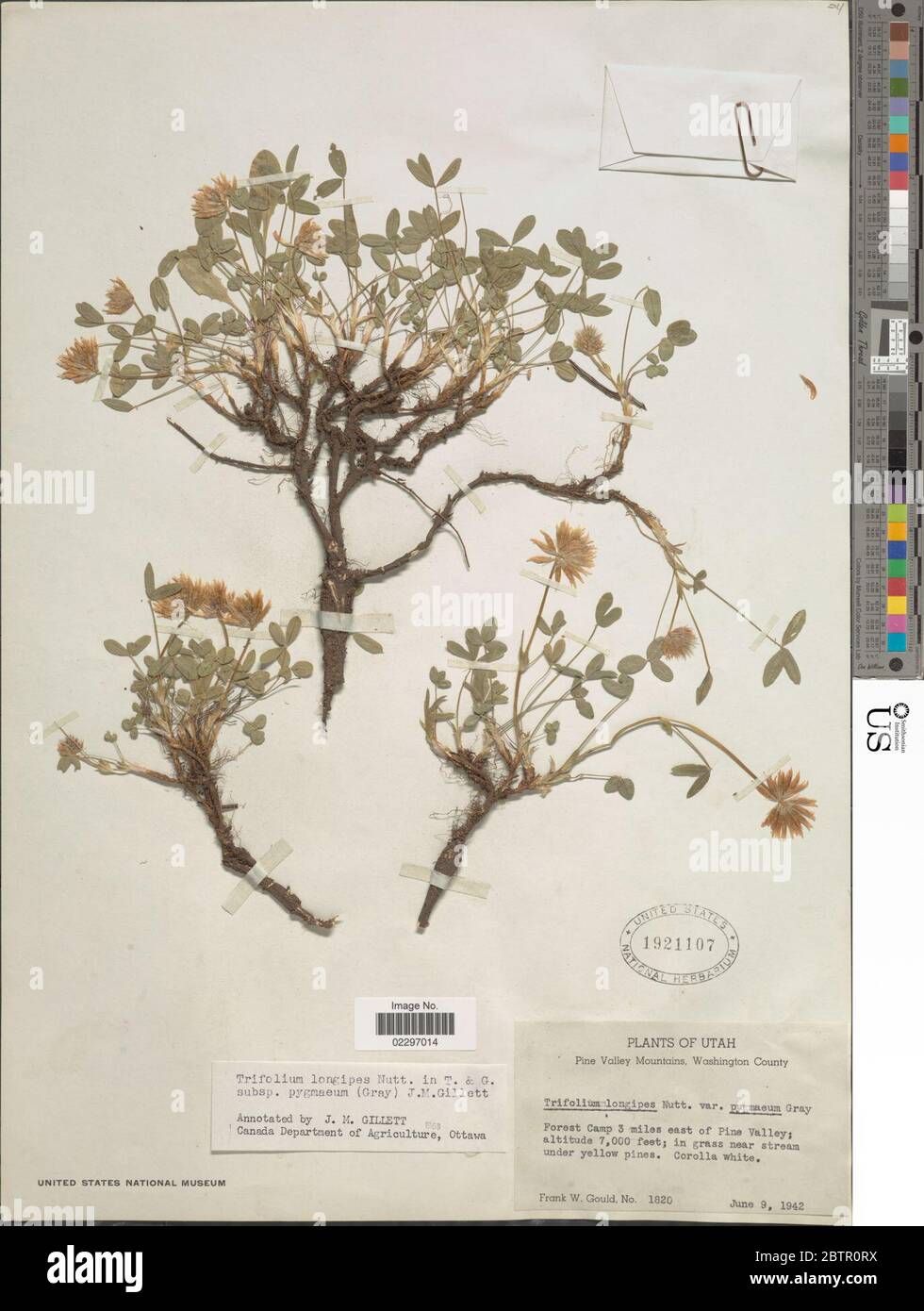 Trifolium longipes var pygmaeum A Gray in Ives. Stock Photo