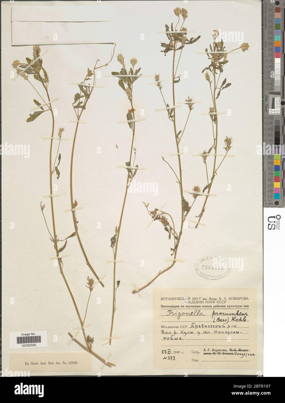 Trigonella procumbens Besser Rchb. Stock Photo