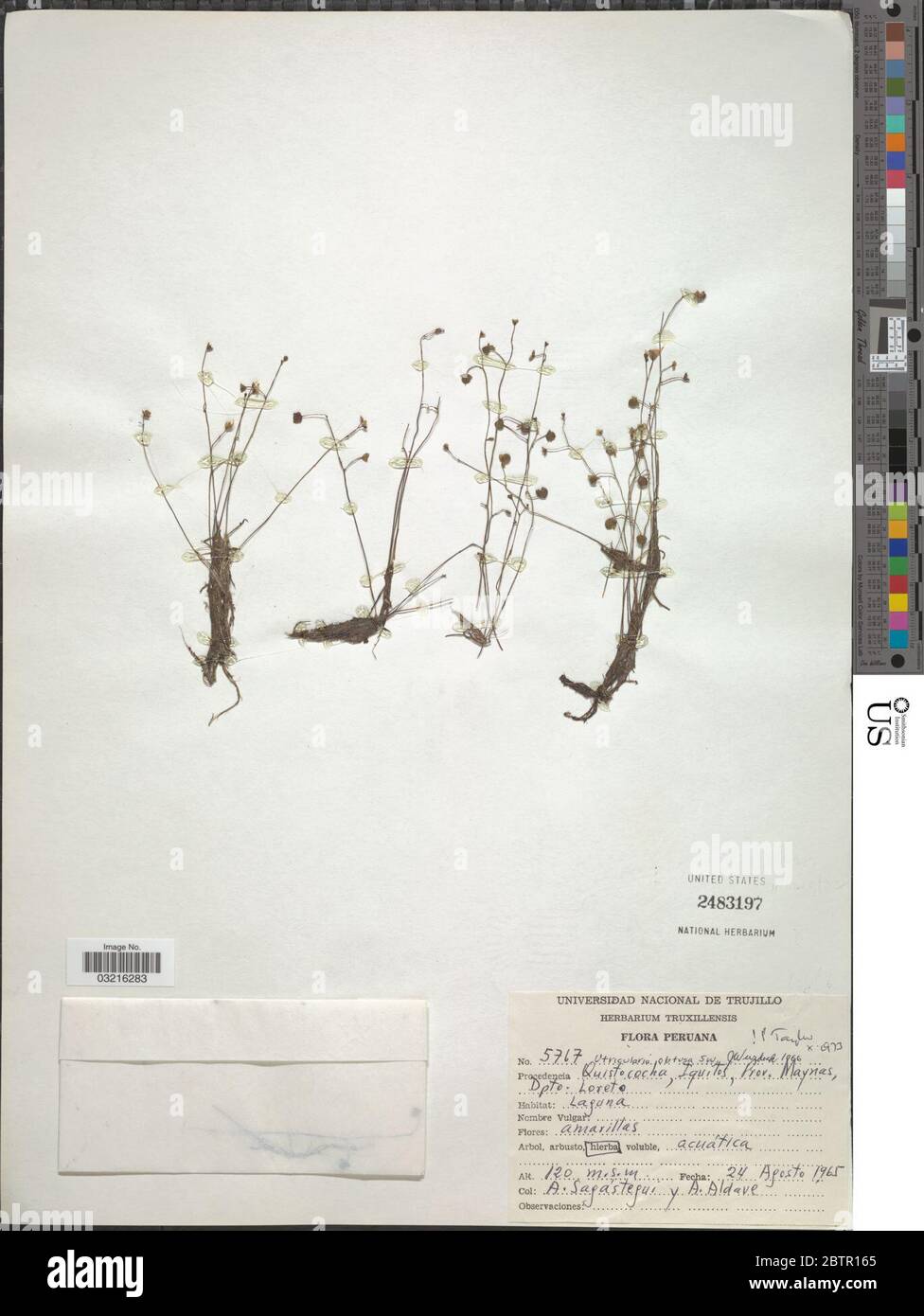 Utricularia gibba L. Stock Photo