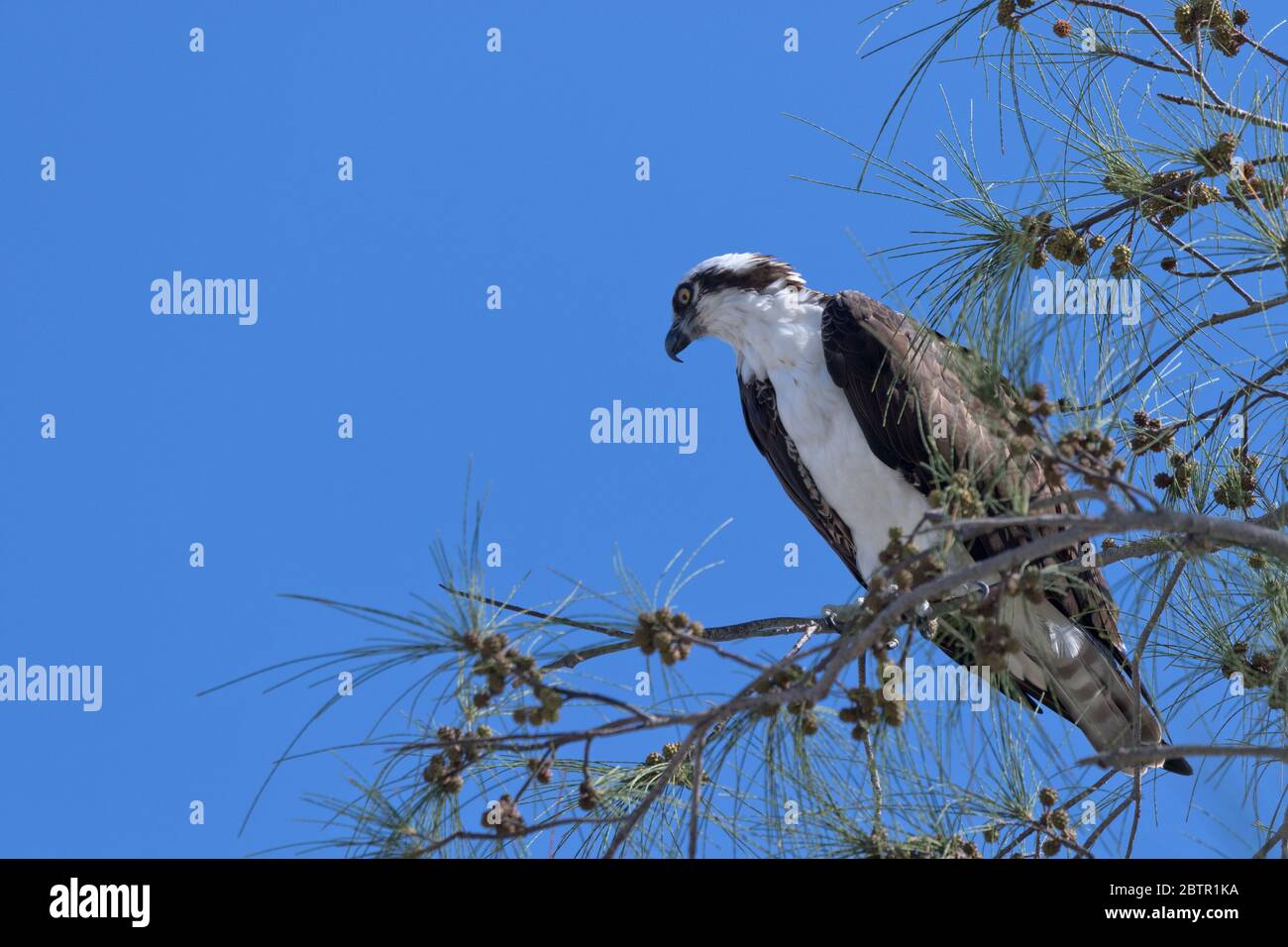 Beautiful osprey with wide-eyed bird of prey gaze in pine tree on Sanibel Causeway Islands in Florida Stock Photo