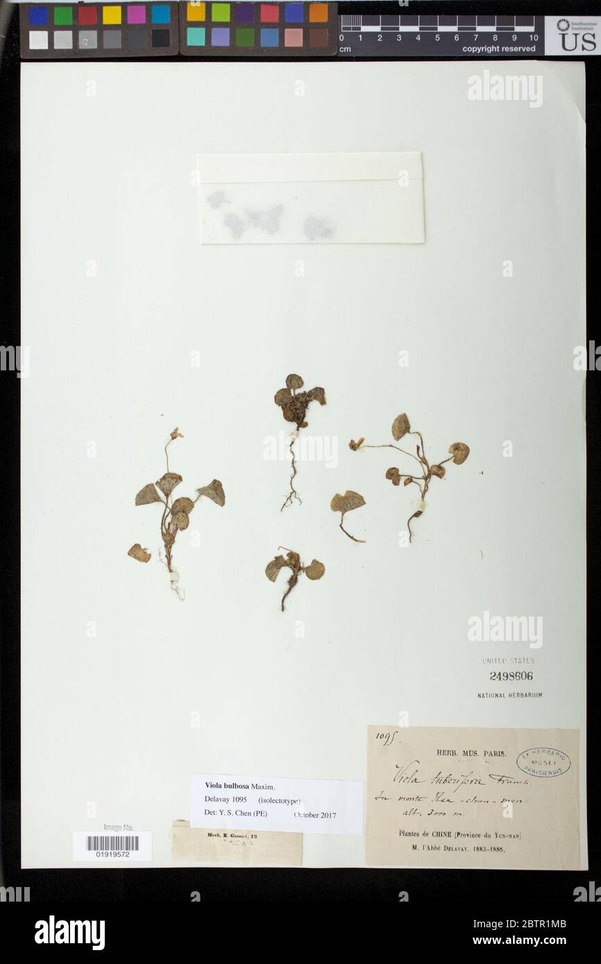 Viola tuberifera Franch. Stock Photo