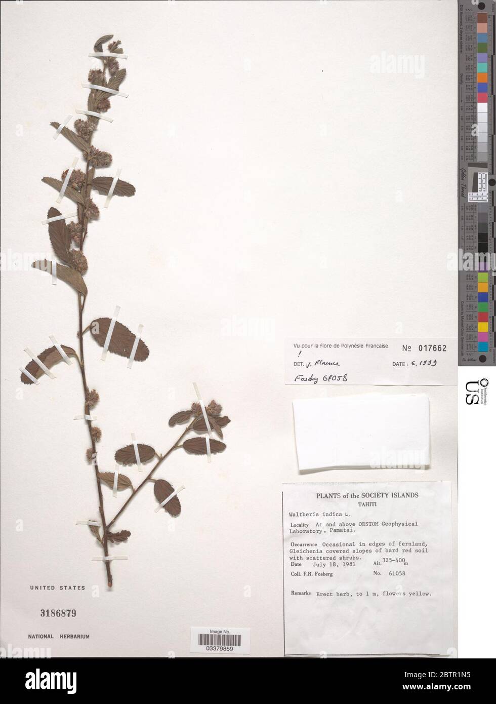 Waltheria indica L. Stock Photo