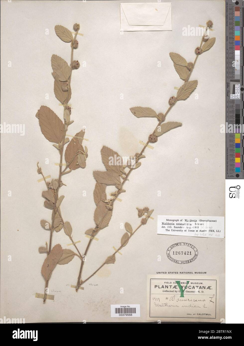 Waltheria rotundifolia Schrank. Stock Photo