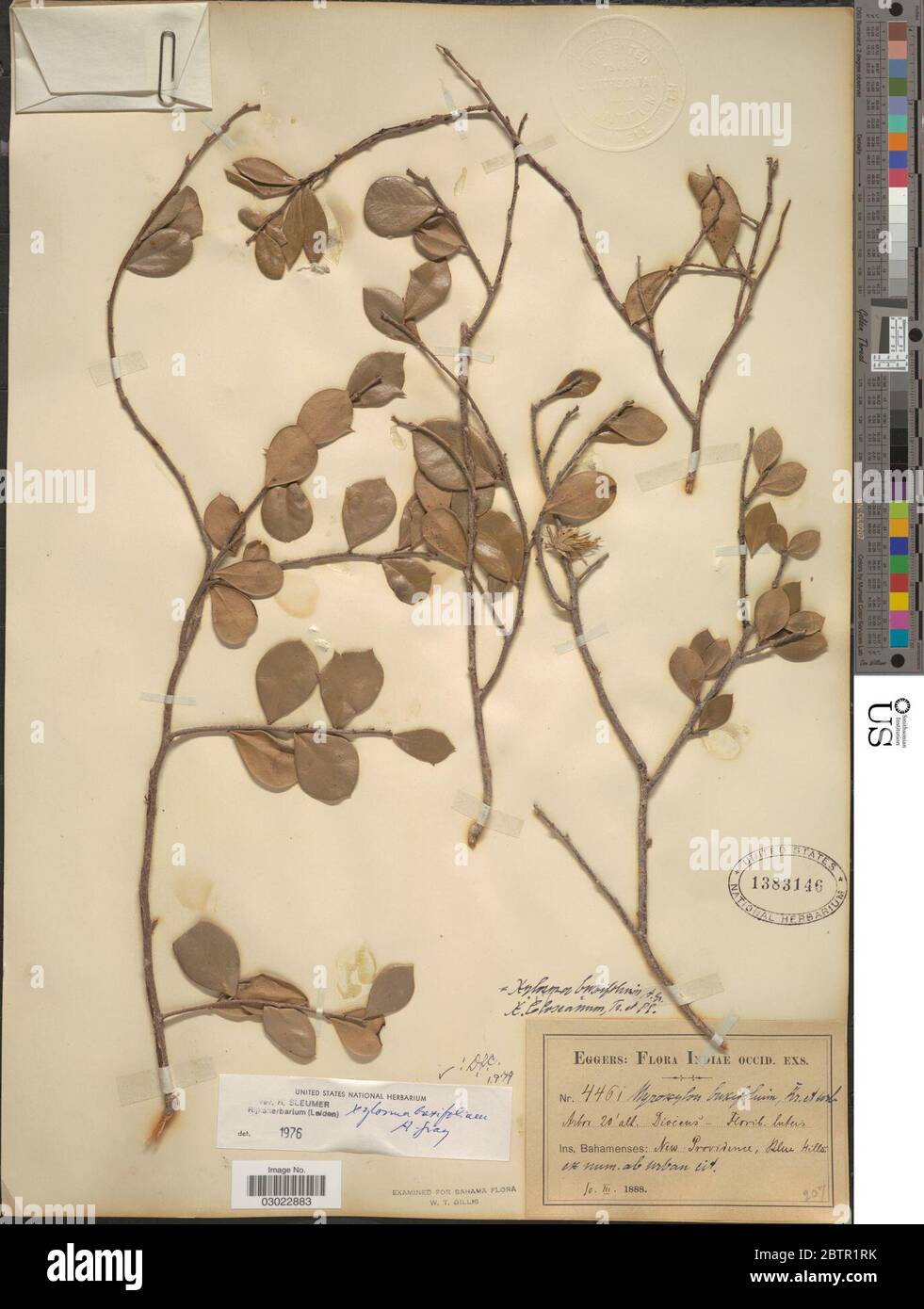 Xylosma buxifolia A Gray. Stock Photo