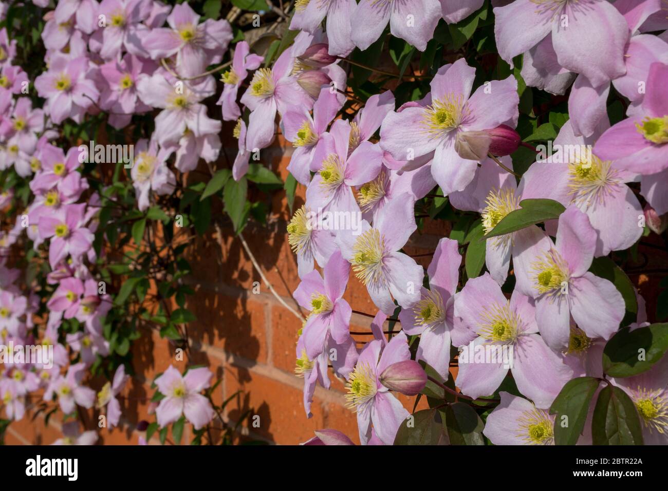 Brick wall with Pink Clematis Stock Photo Alamy