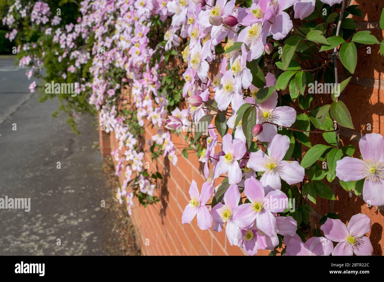 Brick wall with Pink Clematis Stock Photo Alamy