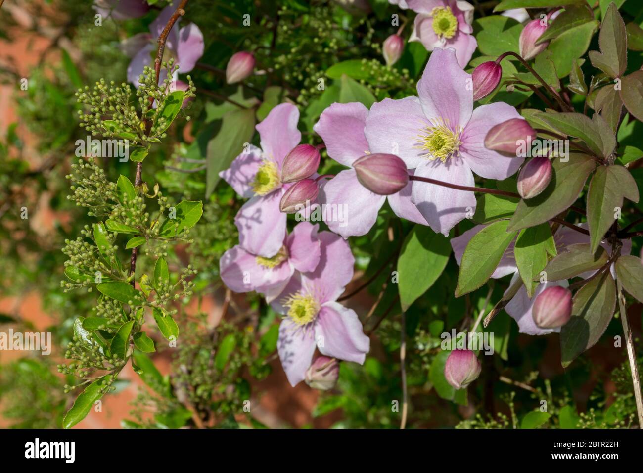 Flowers and buds of Mountain Clematis Stock Photo