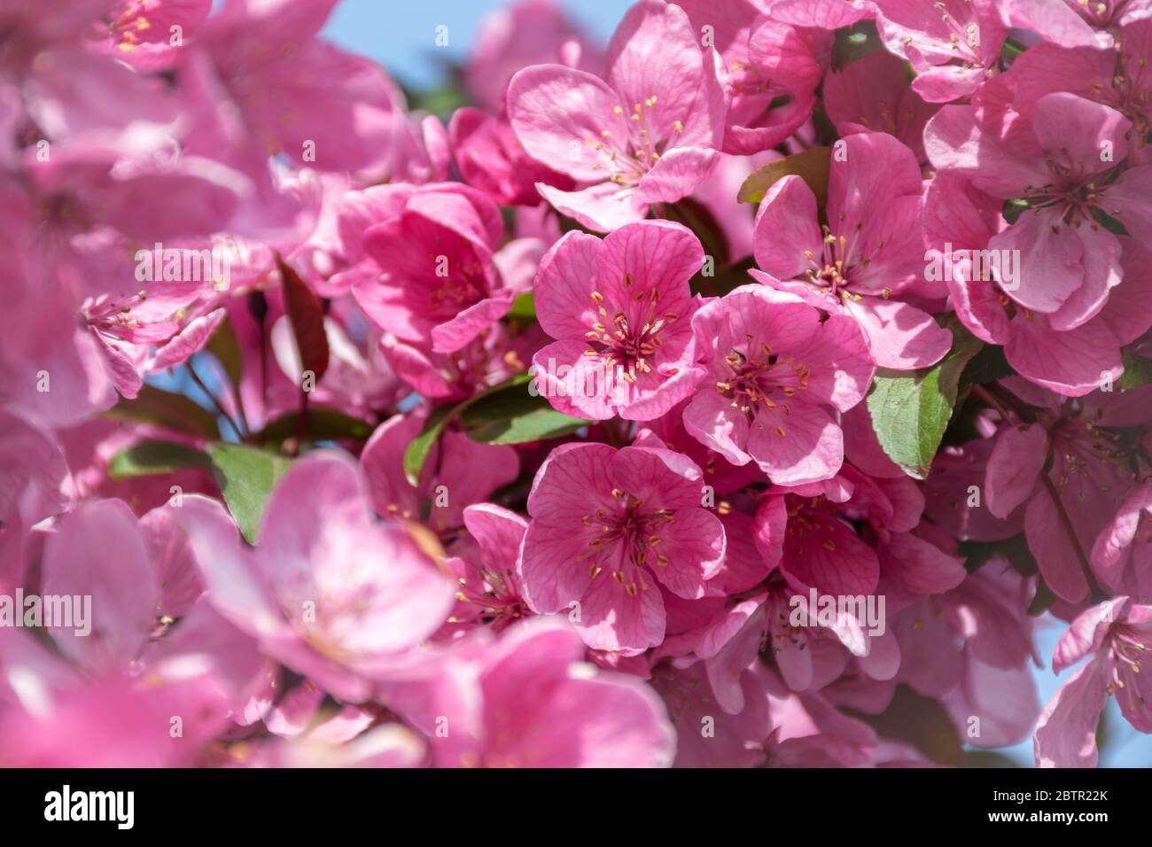Bright pink flowers of sakura (cherry) tree Stock Photo - Alamy
