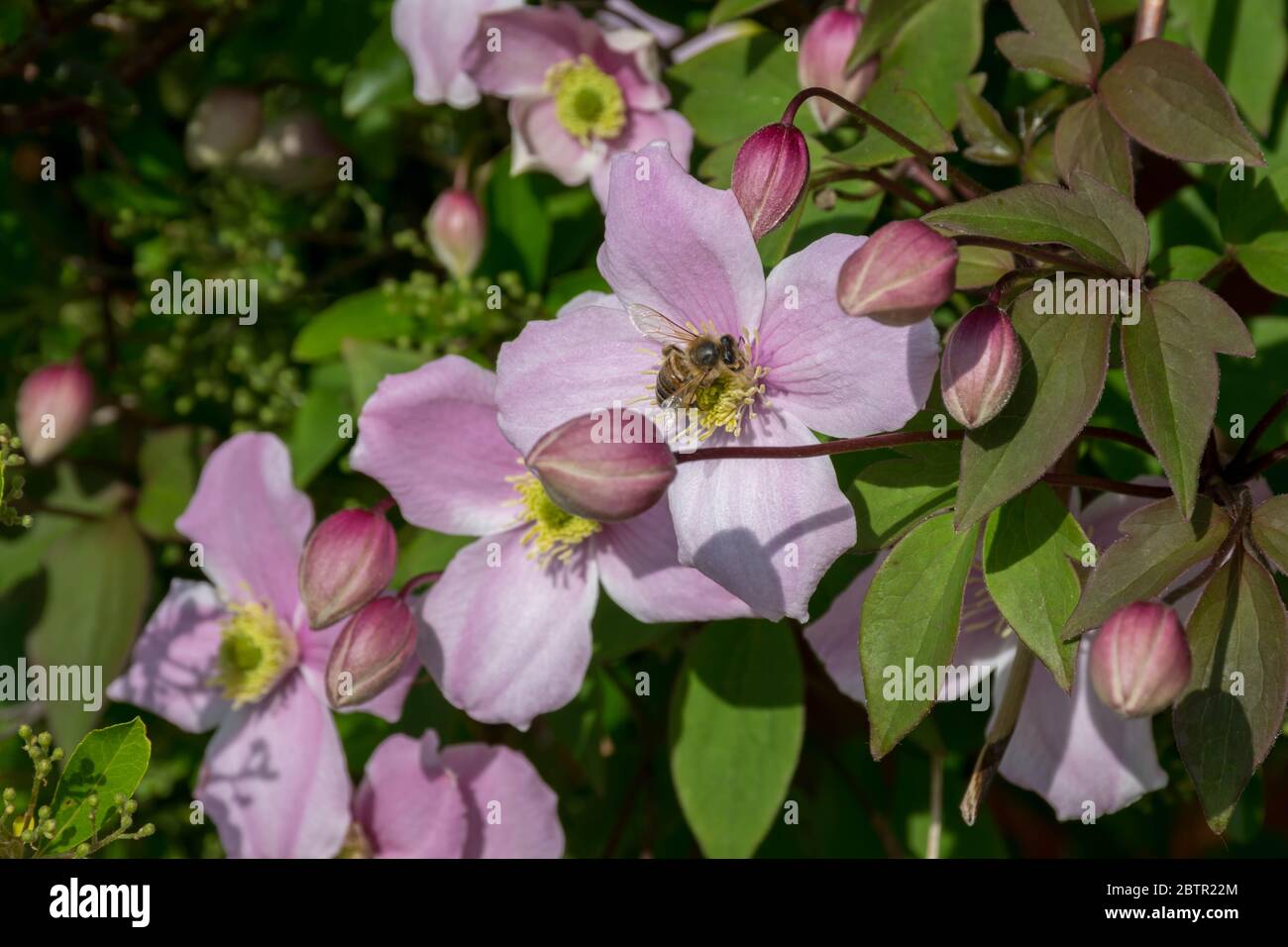 Bee on the flower of Mountain Clematis Stock Photo
