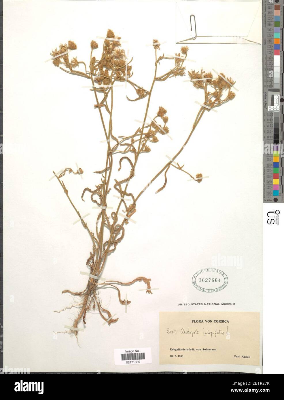 Andryala integrifolia L. Stock Photo