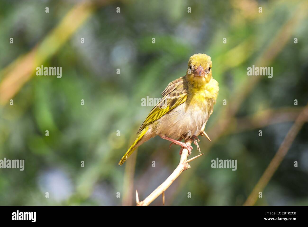 Yellow Weaver Bird From Saudi Arabia Stock Photo Alamy