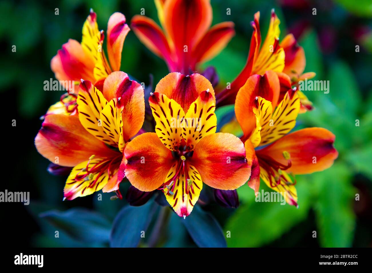 Bright yellow orange and red flowers with small stripes, Alstroemeria Indian Summer 'Tesronto' aka Peruvian lily flowers or Lily of the Incas Stock Photo