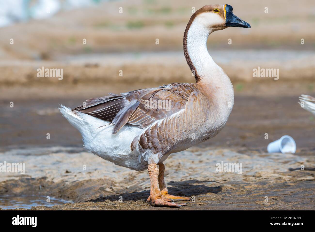 Domestic Swan Goose at Natomas Pond for the Apparent Sacramento