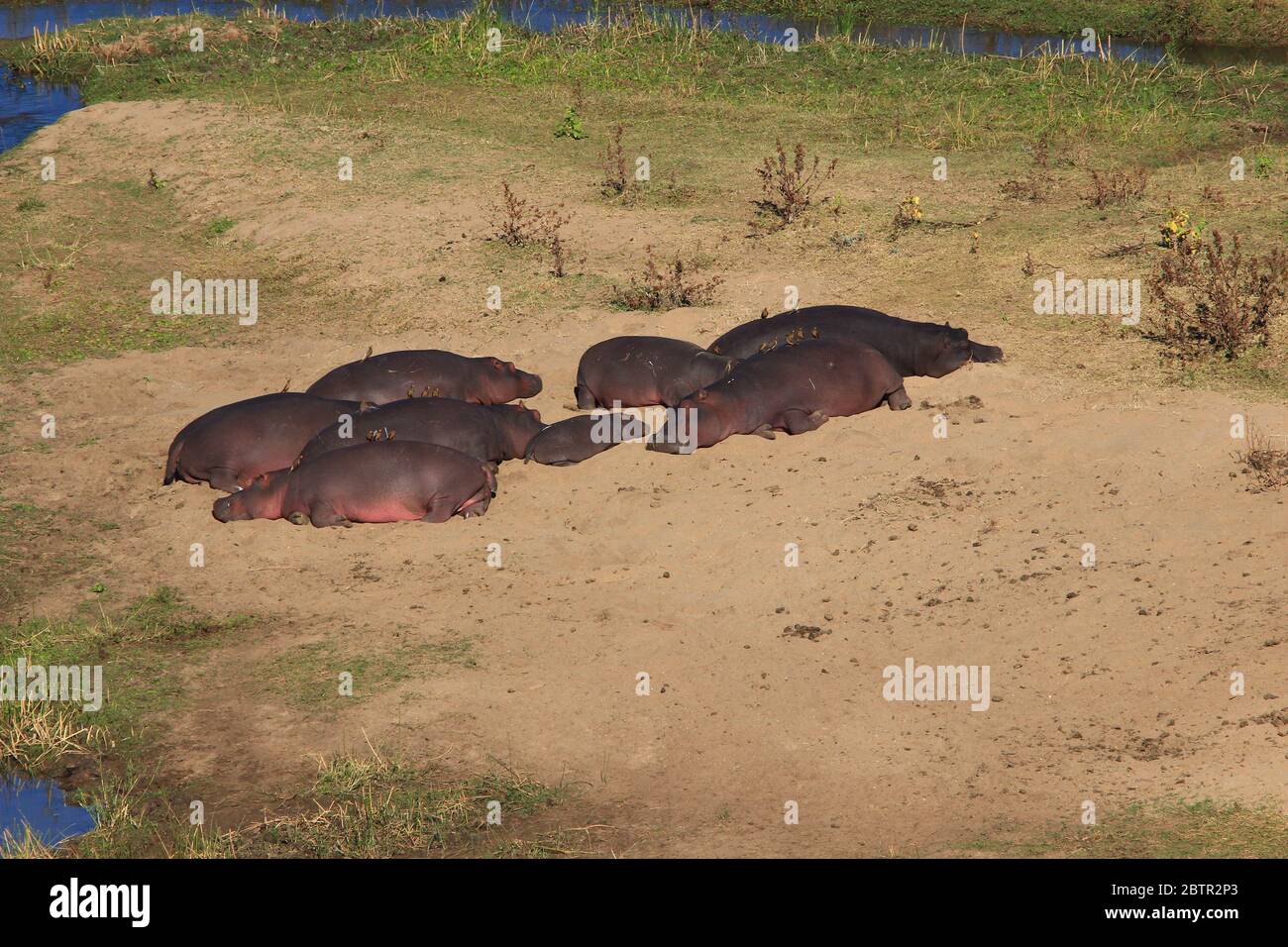 (South Africa) Napping on the sand at the edge of the water, a group of adult hippos protects a youngster by lying in a circle around it. Stock Photo