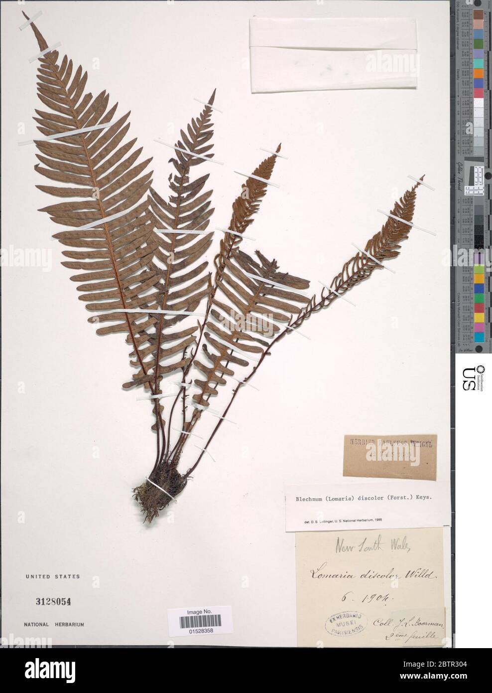 Blechnum discolor G Forst Keyserl. Stock Photo