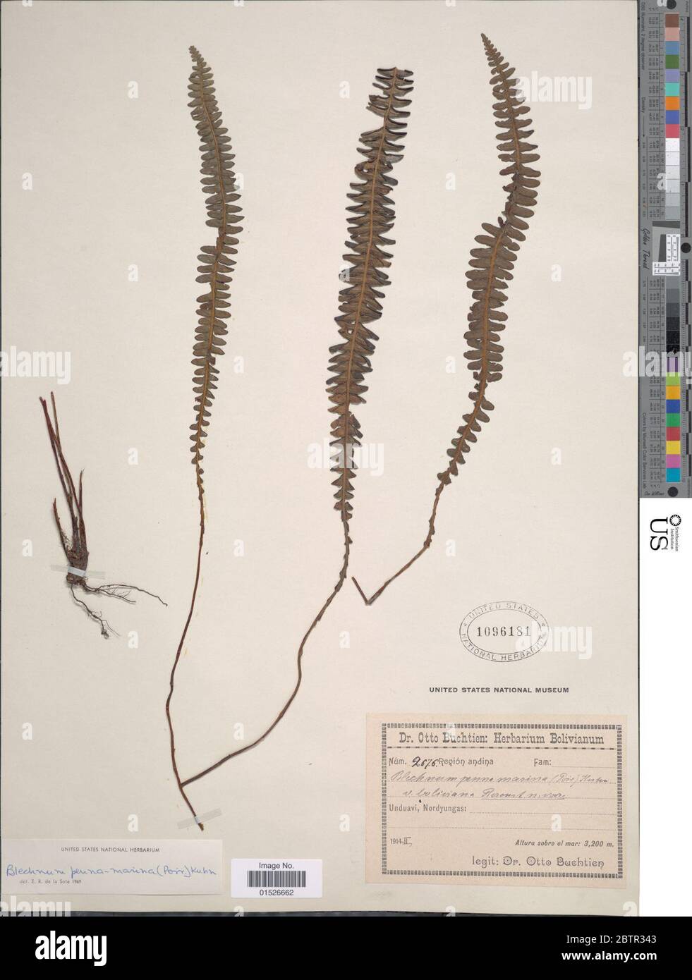 Blechnum pennamarina subsp bolivianum Rosenst ex Looser. Stock Photo