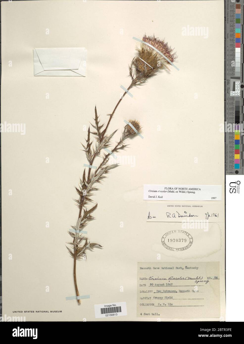 Cirsium discolor Muhl ex Willd Spreng. Stock Photo