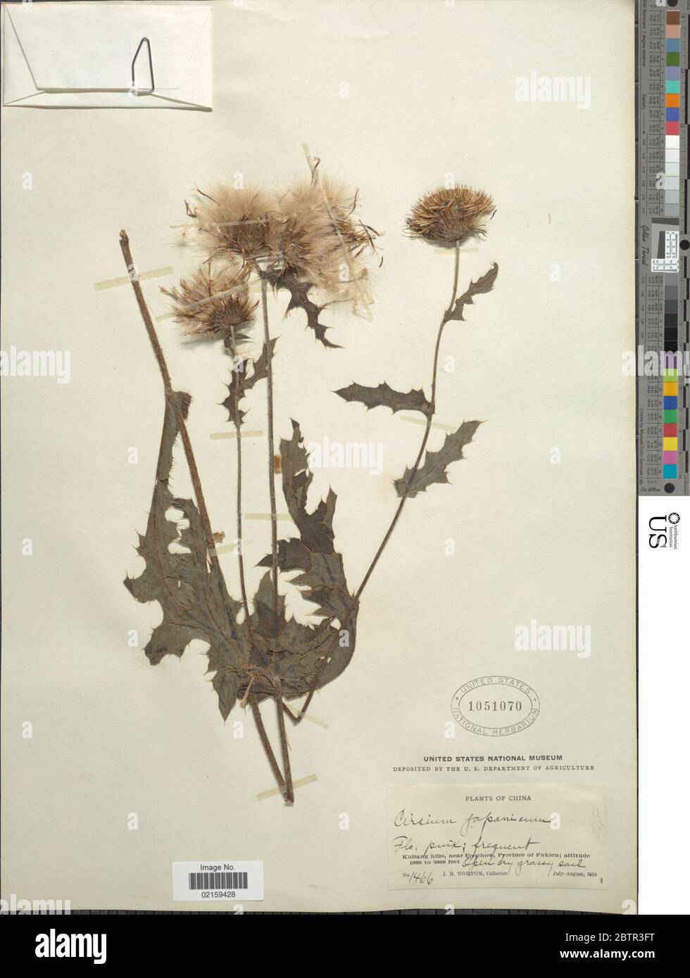 Cirsium japonicum. Stock Photo