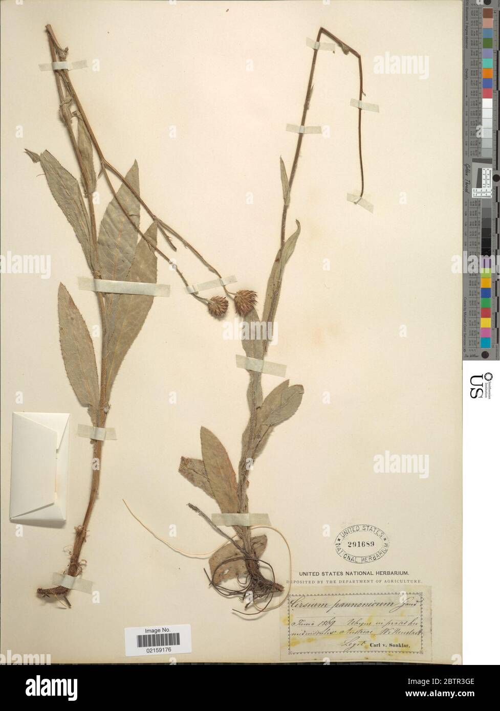 Cirsium pannonicum L f Link. Stock Photo
