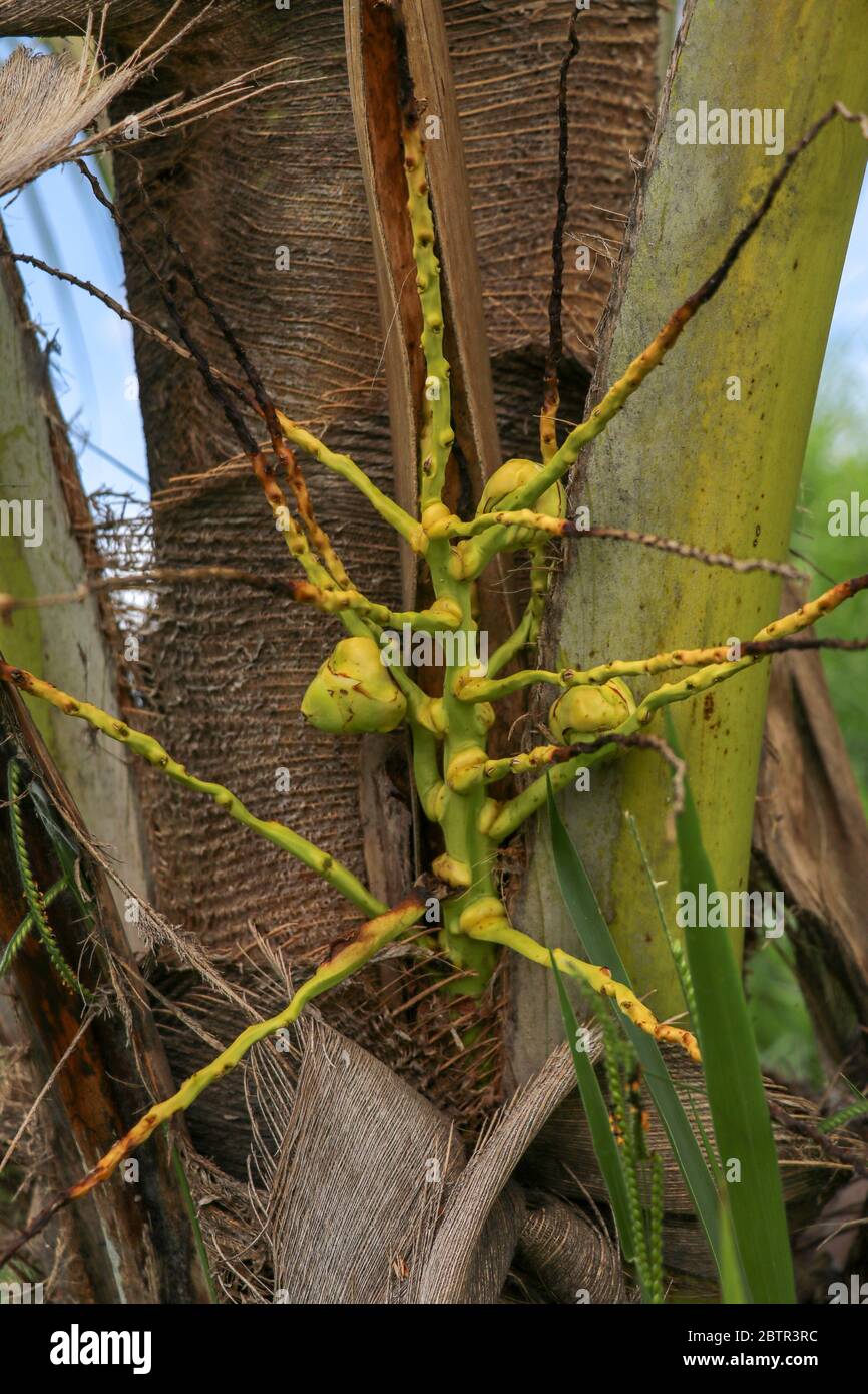 Young tiny yellow coconuts grow on a palm tree.. Flower young co Stock Photo