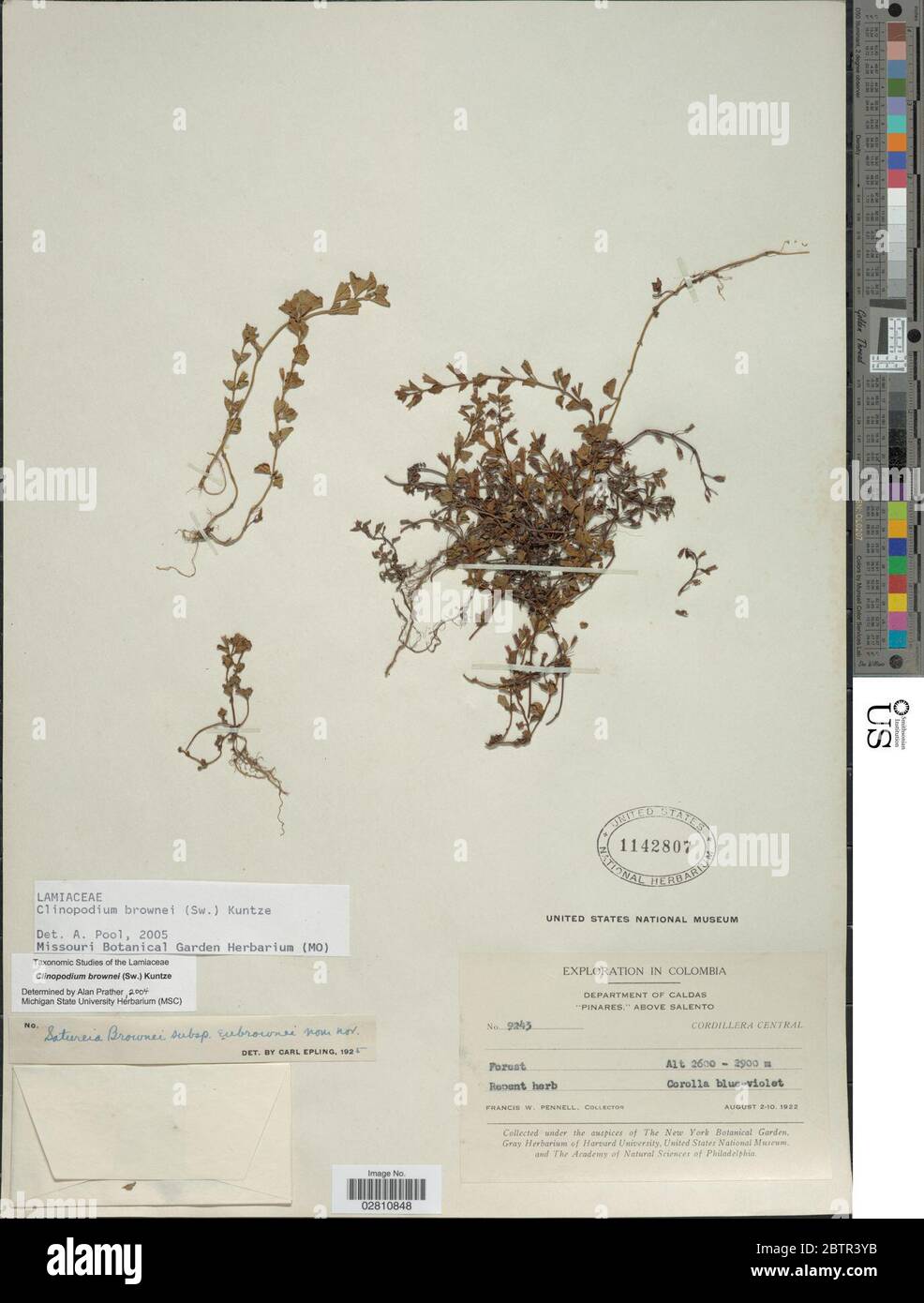 Clinopodium brownei Sw Kuntze. Stock Photo