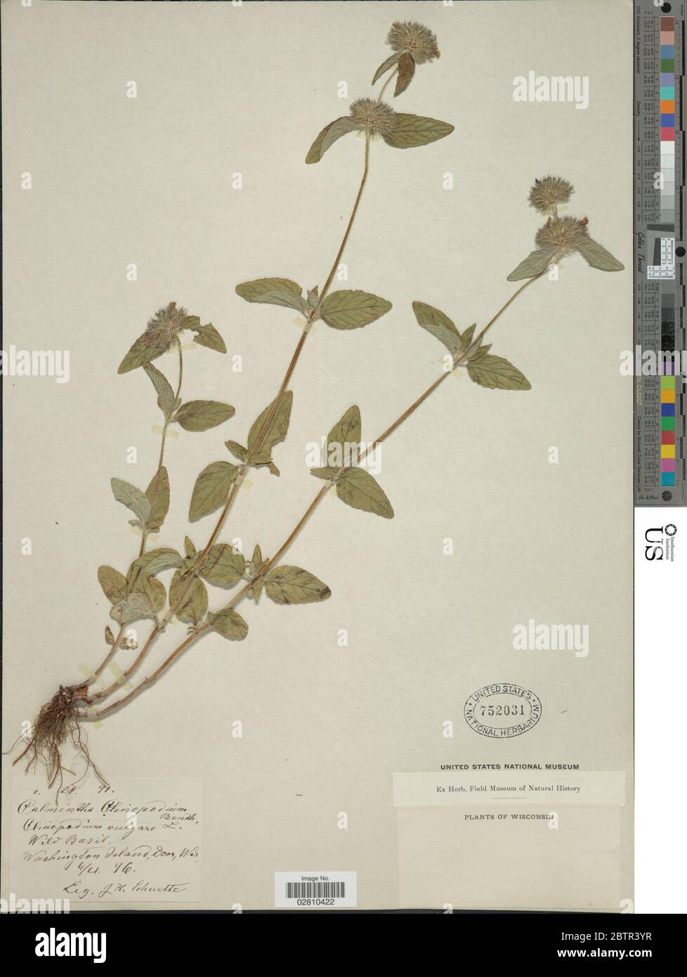 Clinopodium vulgare L. Stock Photo