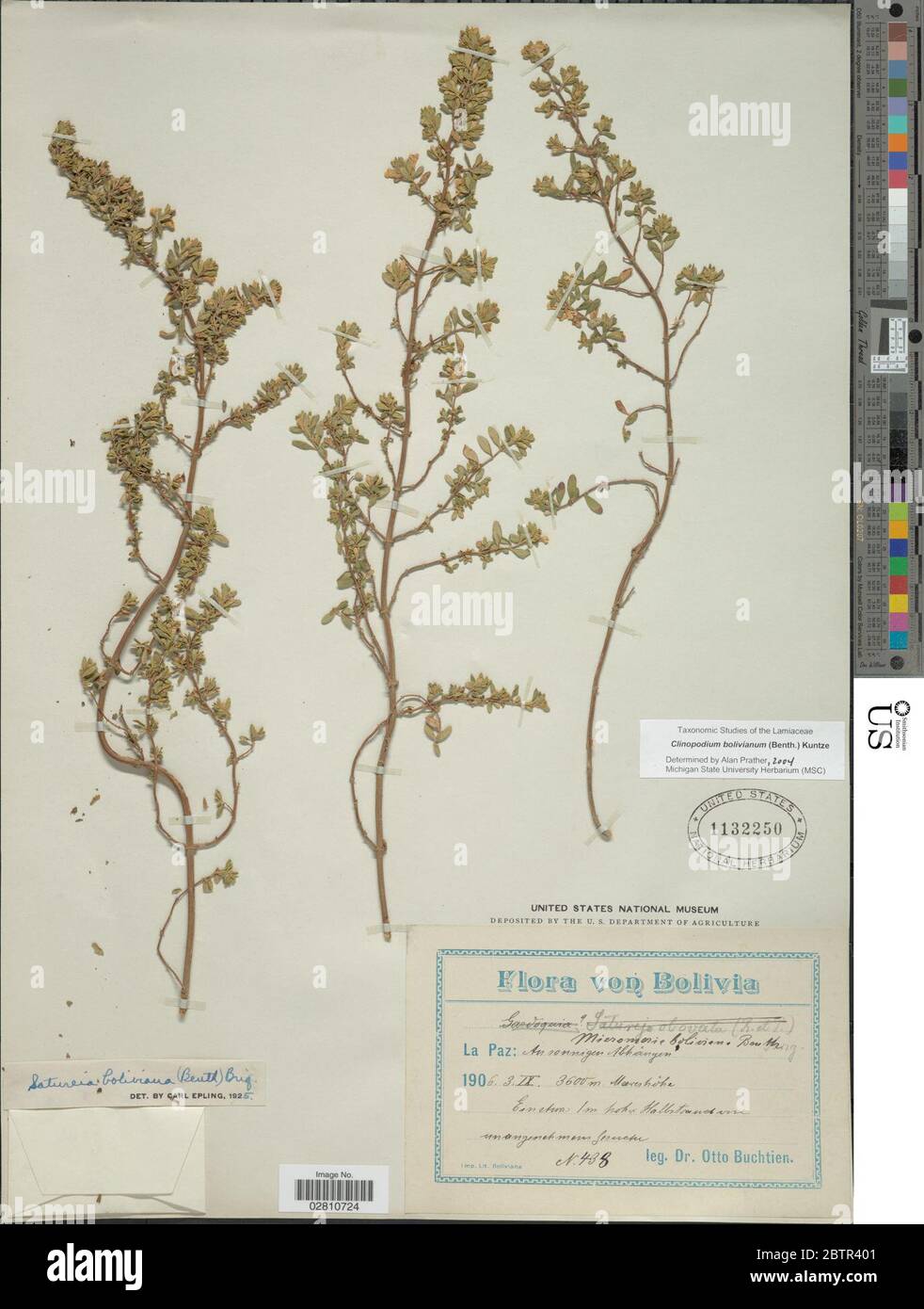 Clinopodium bolivianum Benth Kuntze. Stock Photo