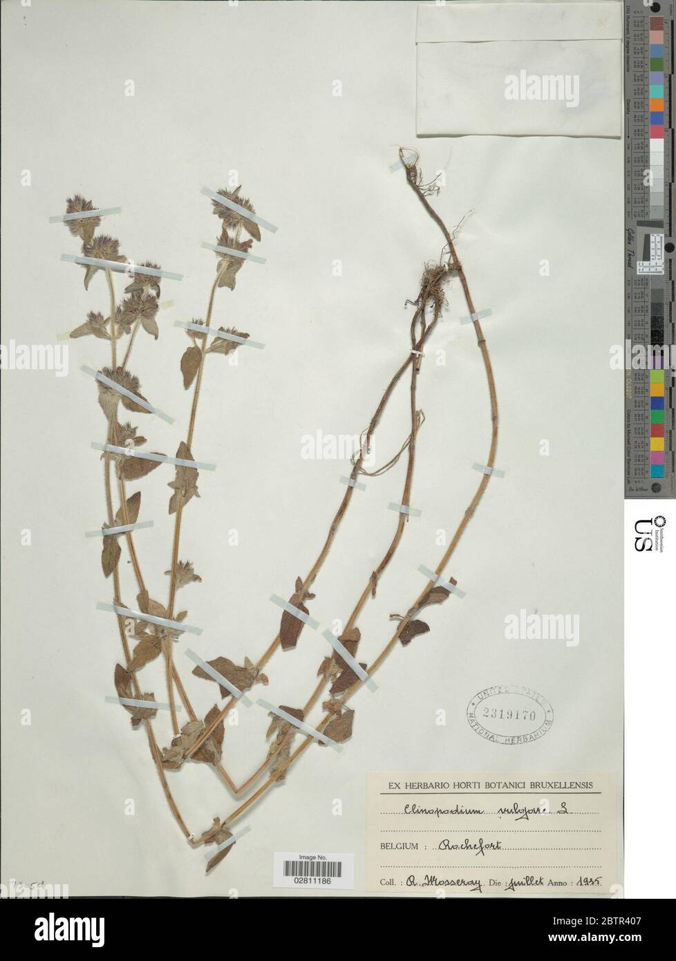 Clinopodium vulgare L. Stock Photo