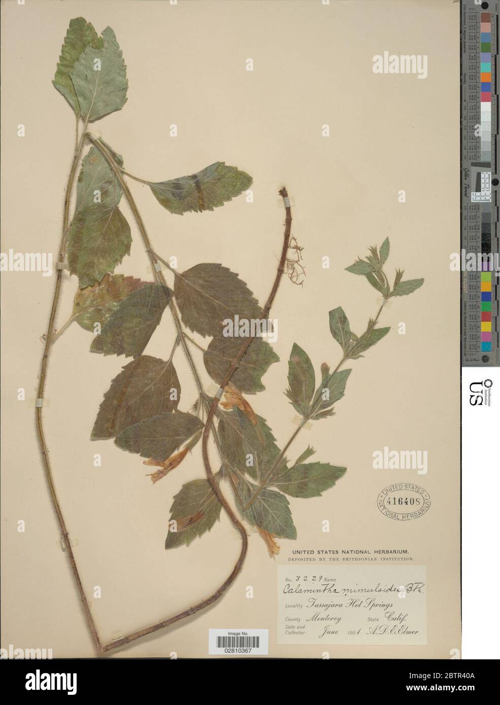 Clinopodium mimuloides Benth Kuntze. Stock Photo