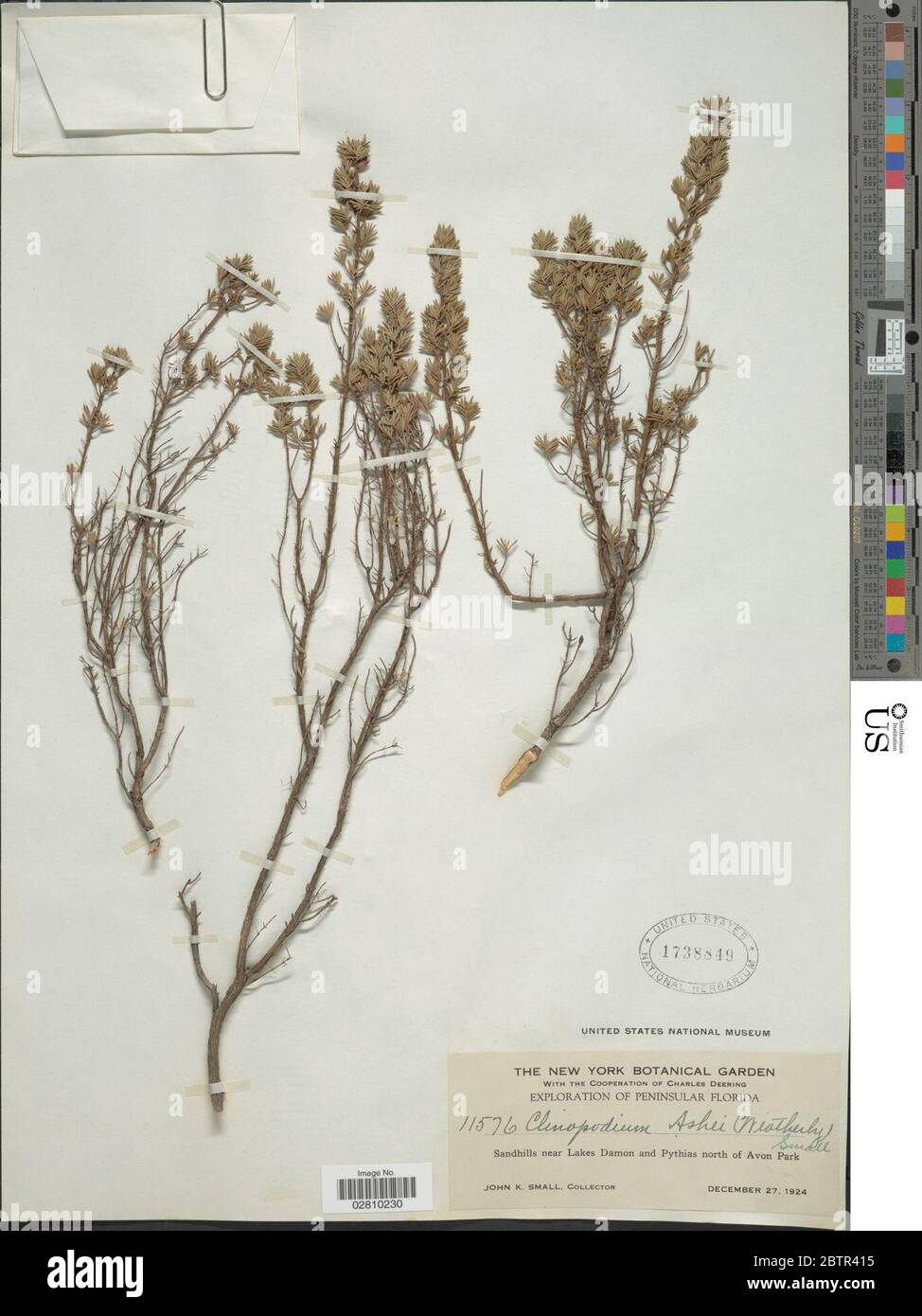 Clinopodium ashei Weath Small. Stock Photo