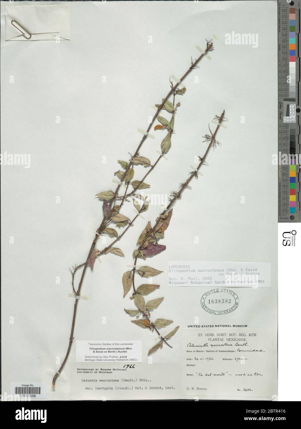 Clinopodium macrostemum Moc ex Benth Kuntze. Stock Photo