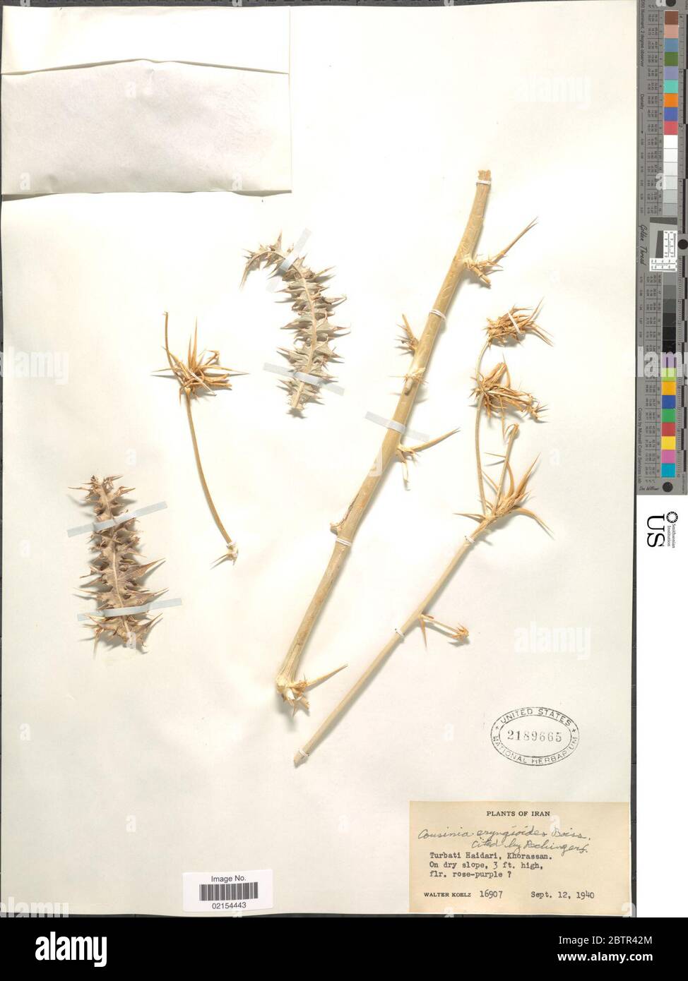Cousinia eryngioides Boiss. Stock Photo