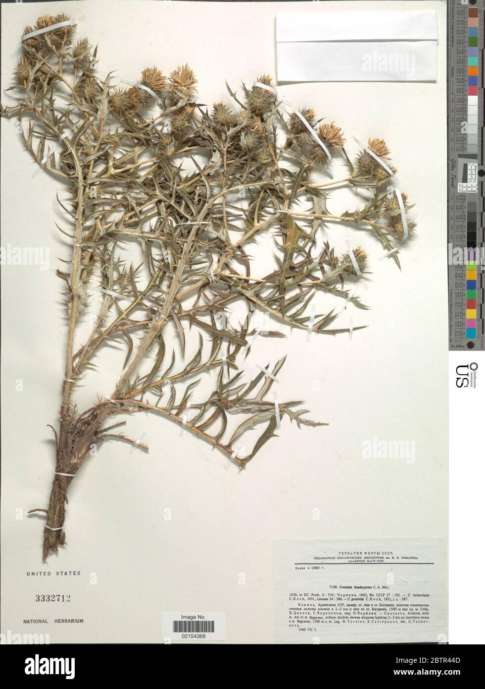 Cousinia brachyptera DC. Stock Photo