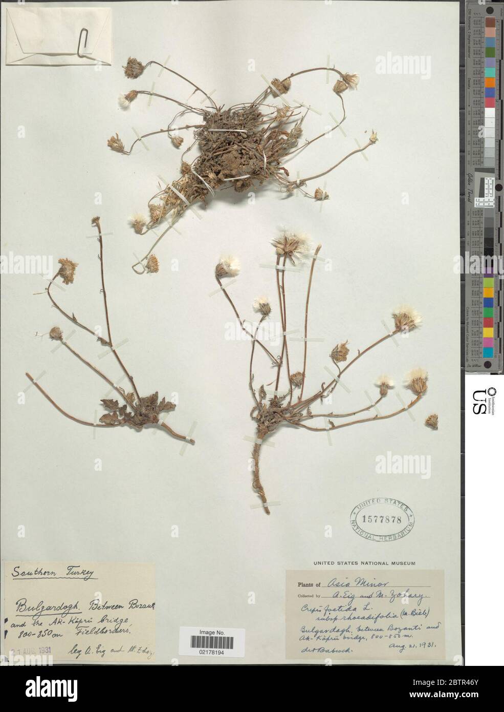 Crepis foetida L. Stock Photo